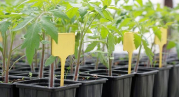 Kolik dní po výsevu vyklíčí semena rajčat